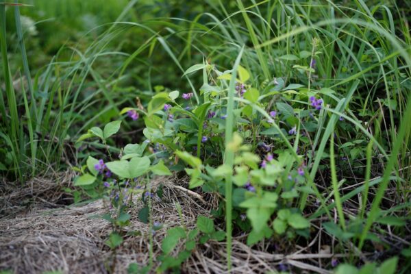 柳沢直先生レクチャー