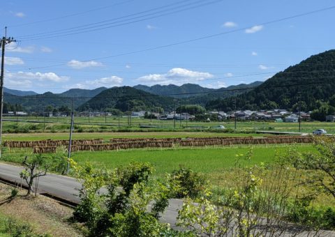 photo: 稲刈り～収穫祭